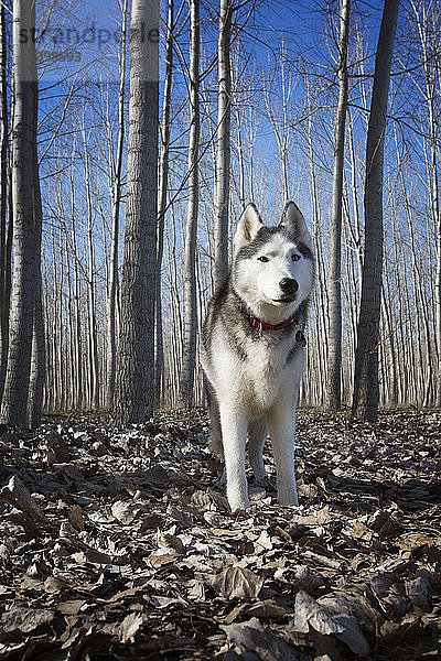 Siberian Husky im Winter im Wald