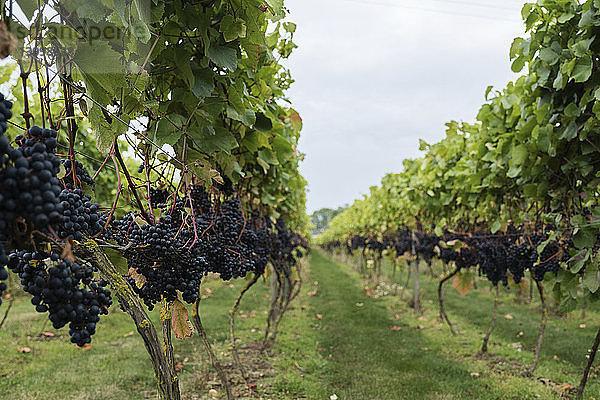 Frische Trauben im Weinberg