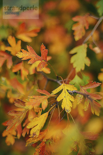 Nahaufnahme der Blätter an Zweigen im Herbst