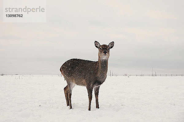 Porträt eines Rehs  das auf einem schneebedeckten Feld vor bewölktem Himmel steht