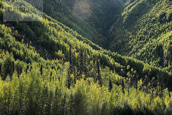 Schrägaufnahme von im Wald wachsenden Bäumen im Yukon_Charley Rivers National Preserve