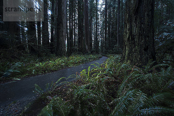 Straße inmitten von Pflanzen und Bäumen im Jedediah Smith Redwoods State Park