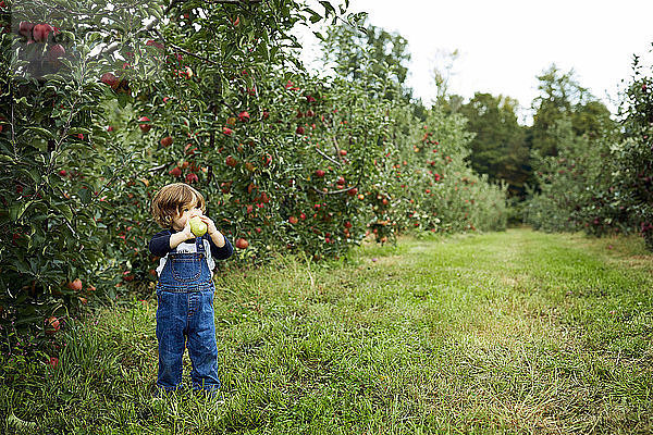 Kleiner Junge hält Apfel in der Hand und schaut weg  während er auf einem Grasfeld im Obstgarten steht