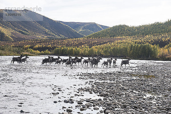 Hirsche laufen im Fluss im Yukon_Charley Rivers National Preserve