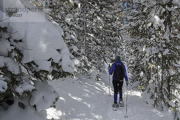 Rückansicht einer Frau  die auf einem schneebedeckten Feld im Wald wandert