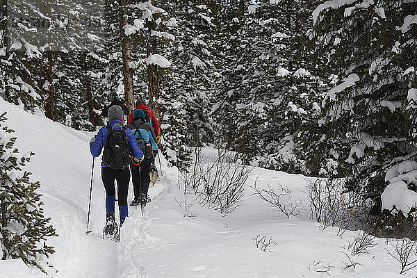 Rückansicht von Wanderern  die in schneebedecktem Wald wandern