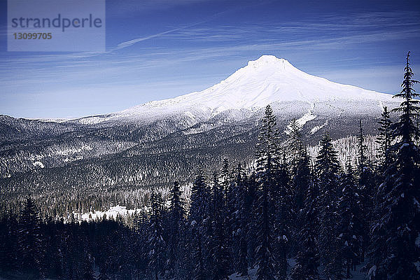 Blick auf den Wald im Winter