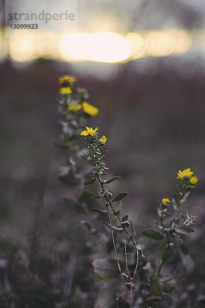 Nahaufnahme von gelben Blumen  die auf Pflanzen wachsen