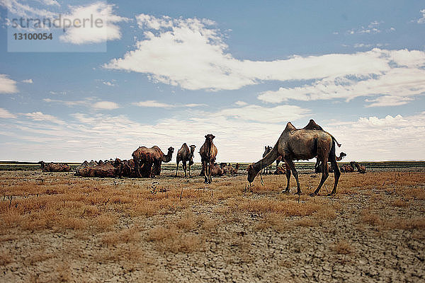 Kamele in trockener Landschaft gegen den Himmel während eines sonnigen Tages