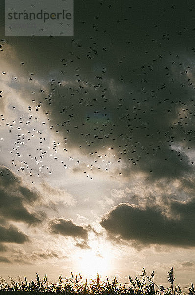 Niedrigwinkelansicht von Vögeln  die bei Sonnenuntergang gegen bewölkten Himmel fliegen
