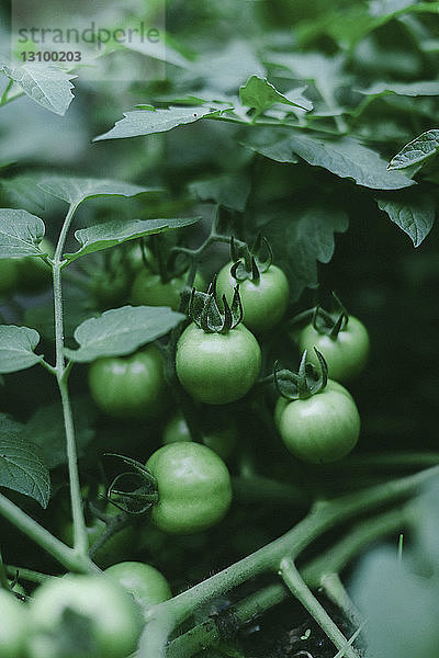 Hochwinkel-Nahaufnahme von Tomaten  die am Baum wachsen