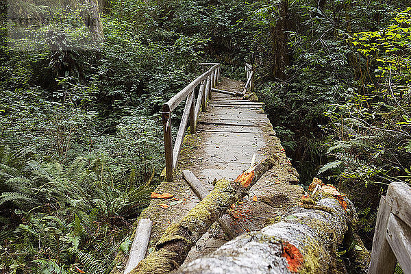 Zerbrochene Brücke im Wald