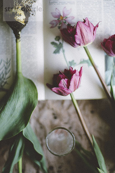 Draufsicht auf Tulpen und Pflanzenzwiebeln auf Buch