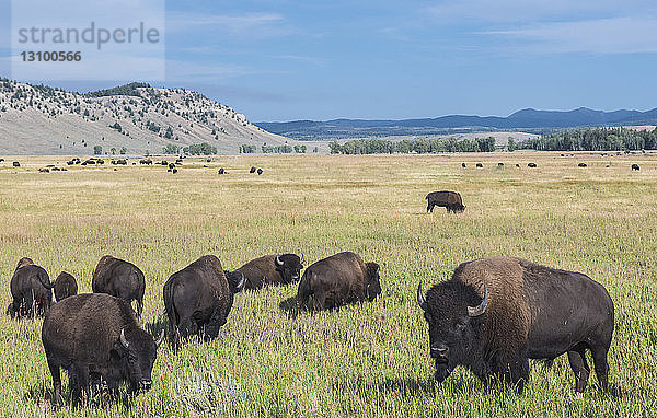 Bison weidet auf der Weide im Grand-Teton-Nationalpark