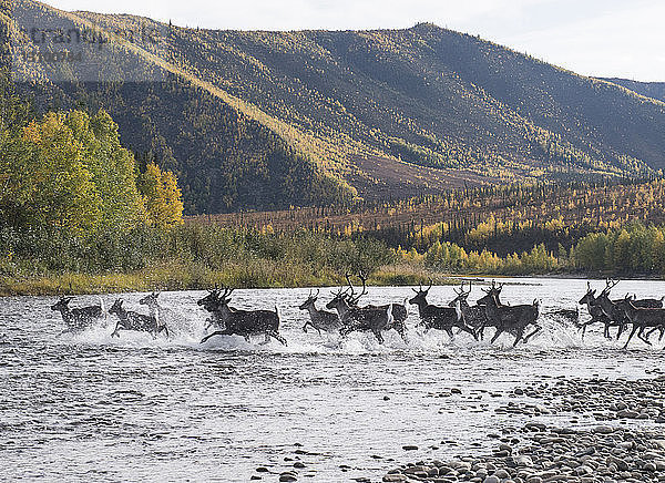 Hirsche laufen im Fluss am Yukon_Charley Rivers National Preserve gegen Berg