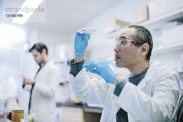 Männlicher Arzt untersucht Petrischale im Labor  während ein Kollege im Hintergrund arbeitet