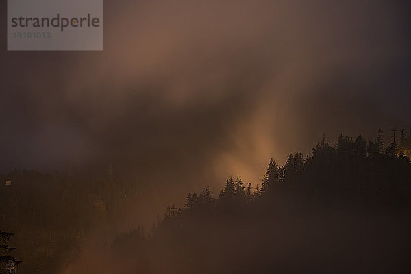 Bäume im Wald bei nebligem Wetter im North Cascades National Park