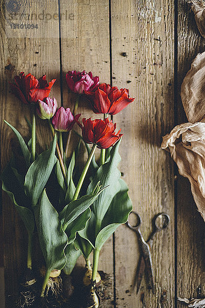 Draufsicht auf Tulpen mit Zwiebel mit Schere auf Holztisch