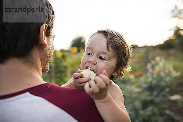 Sohn isst Obst  während er vom Vater im Gemeinschaftsgarten getragen wird