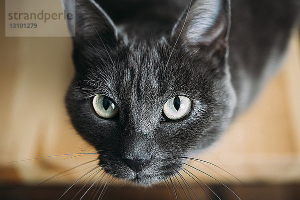 Nahaufnahme-Porträt der schwarzen Katze