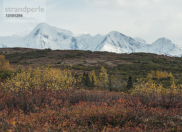 Landschaftlicher Blick auf den Denali-Nationalpark und das Naturschutzgebiet vor schneebedeckten Bergen