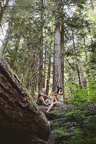 Niedriger Blickwinkel auf Freunde  die sich unterhalten  während sie auf einem Baumstamm im Wald sitzen