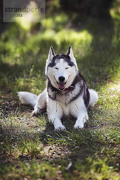 Porträt des Siberian Husky auf dem Feld sitzend