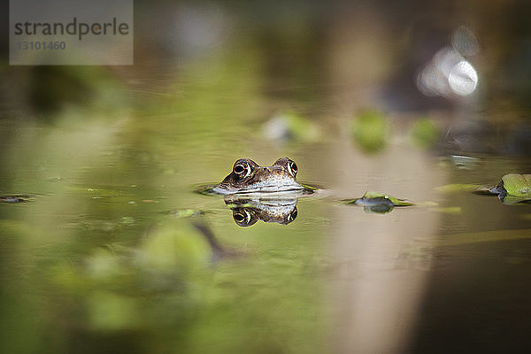 Nahaufnahme eines im See schwimmenden Frosches