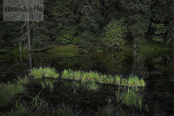 Panoramablick auf einen See im Wald im Olympic National Park