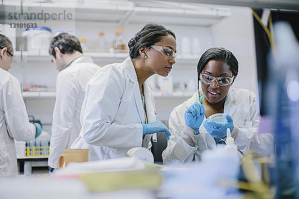 Ärztinnen untersuchen Petrischale im Labor mit männlichen Kollegen im Hintergrund