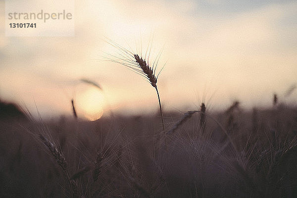 Nahaufnahme von Weizen  der bei Sonnenuntergang auf dem Feld gegen den Himmel wächst