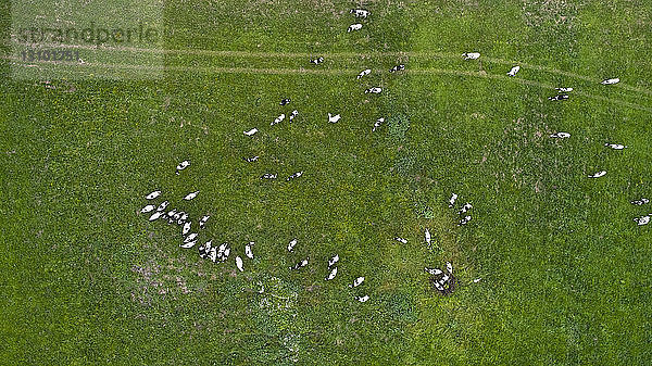 Draufsicht auf Rinder  die auf einem Grasfeld grasen