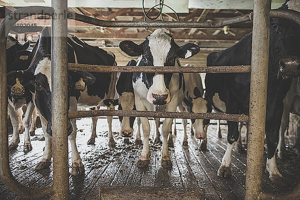 Kühe im Stall stehend