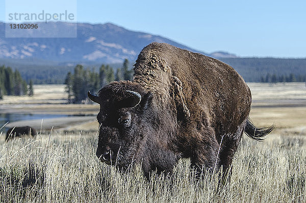 Amerikanischer Bison steht auf Grasfeld gegen den Himmel