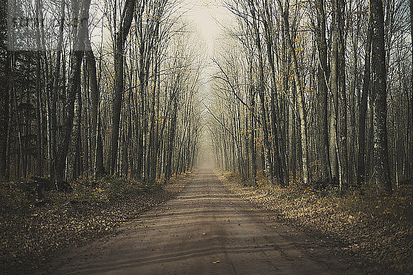 Leere Straße inmitten kahler Bäume im Wald