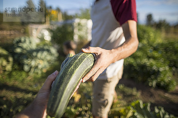 Mitschnitt eines Mannes  der einem Freund Zucchini gibt  während er im Gemüsegarten steht