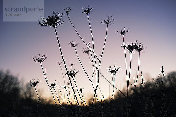 Silhouette von Pflanzen im Feld während des Sonnenuntergangs