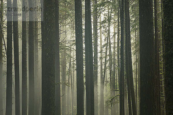 Ruhiger Blick auf Bäume  die bei nebligem Wetter im Wald wachsen