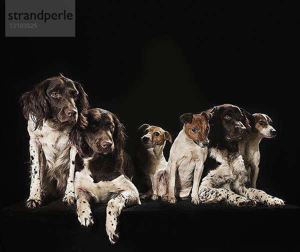 Studioaufnahme Springer Spaniel und Jack Russell Terrier Hunde