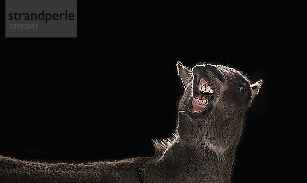 Studioaufnahme Esel zeigt Zähne auf schwarzem Hintergrund