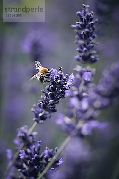 Eine Biene bei der Bestäubung von Lavendel