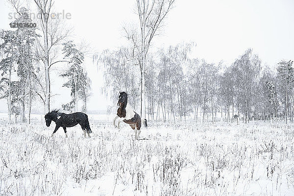 Verspielte Pferde im verschneiten Feld