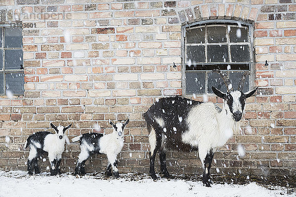 Porträt Ziegen entlang der Scheunenwand im Schnee
