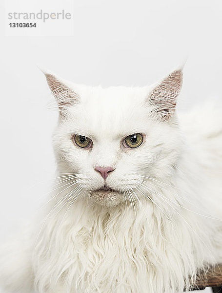Porträt ernste weiße Katze