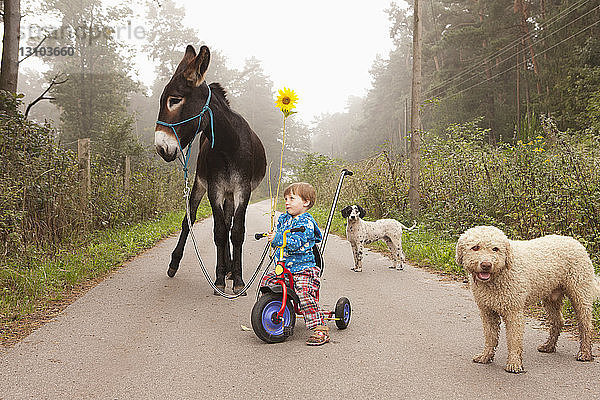 Nettes Mädchen fährt Dreirad auf der Landstraße mit Esel und Hunden