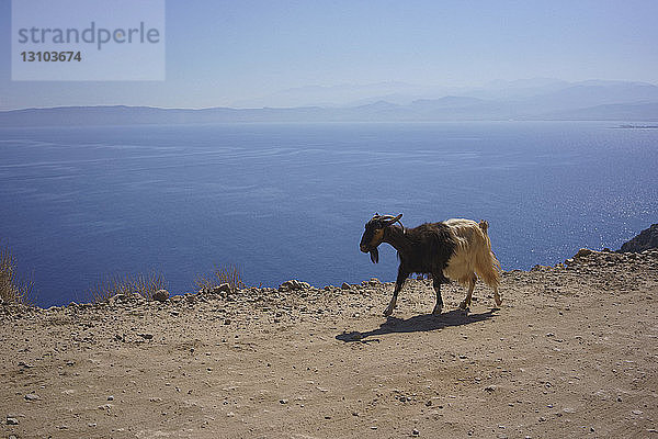Ziege geht entlang der Klippe mit Blick auf das sonnige blaue Meer  Kreta  Griechenland