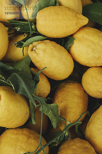 Nahaufnahme frischer  geernteter gelber Zitronen