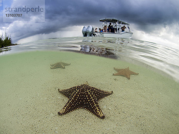 Seesterne im flachen Wasser am Starfish Beach  Grand Cayman  Kaimaninseln