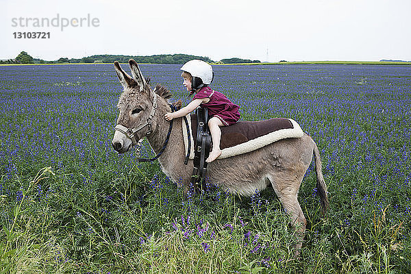 Mädchen mit Helm  reitet auf Esel in ländlichem Feld mit Blumen