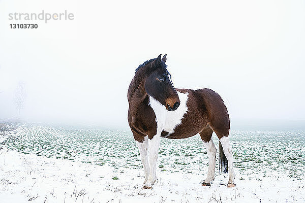 Schönes braunes und weißes Pferd in verschneitem  ländlichem Feld